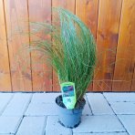 Ostrica (Carex comans) ´FROSTED CURLS´ - kont. P11